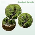 thumbnail image 3 of DIY Large Moss Terrarium Kit, High Borosilicate Glass Ecosystem Bottle for Indoor Plants, Moss Micro Landscape with Detailed Material Pack, Tools Included, 5.9 x 3.9 in Stress Calm Present, 3 of 8