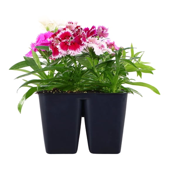 Expert Gardener 6" Multicolor Dianthus Live Plants in 3" Grower Pot Full Sun 4 Pack