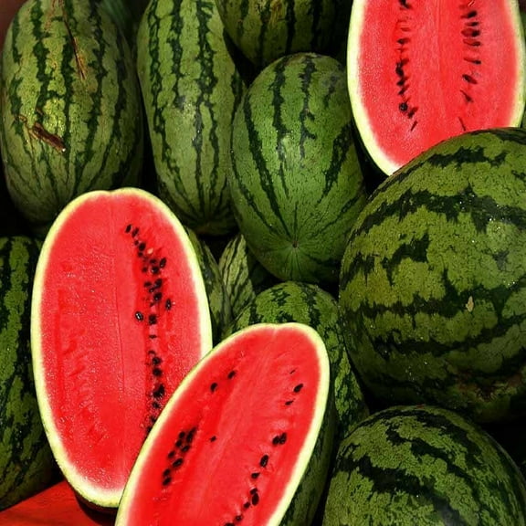 Watermelon, KLECKLEY'S Sweet, Heirloom, 500 Seeds, Large & Super Sweet