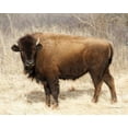 thumbnail image 2 of Van Swearingen, Debra 18x15 White Modern Wood Framed Museum Art Print Titled - American Bison I, 2 of 4