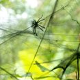thumbnail image 4 of Halloween Cotton Cobweb Decor - 5 Pack Stretchable Spider Web for Indoor Outdoor Tree, Bush, Porch, and Party Scary Atmosphere,5ps(green, orange, white, Black, purple),PlasticMaterial, 4 of 5