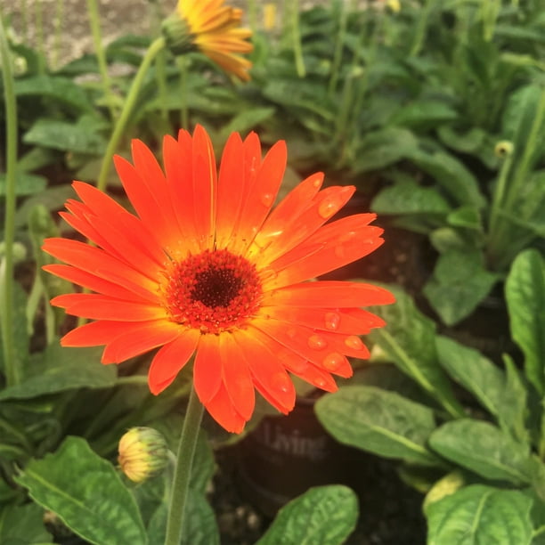 Orange Garden Jewels Gerber Daisy Blooming Live Perennial Plant 2.5