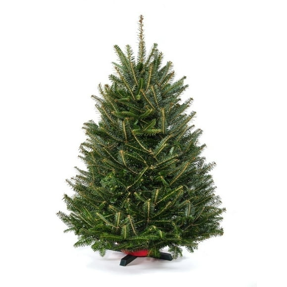 Real Christmas Trees