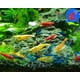 thumbnail image 3 of El acuario vivo de camarones de agua dulce invierte los camarones hasta más de 20 Neocaridina, 3 of 4