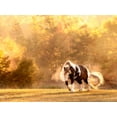thumbnail image 2 of PHBurchett   32x25 Black Ornate Wood Framed with Double Matting Museum Art Print Titled - Horse Motion III, 2 of 4