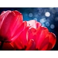 thumbnail image 2 of Perry, Rachel 18x15 White Modern Wood Framed Museum Art Print Titled - Fuchsia Tulips IV, 2 of 4