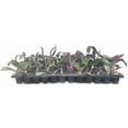 thumbnail image 2 of Purple Heart  3 Live Plants  Setcreasea Pallida Tradescantia  Blooming Wandering Vine Drought Tolerant Perennial Groundcover, 2 of 9