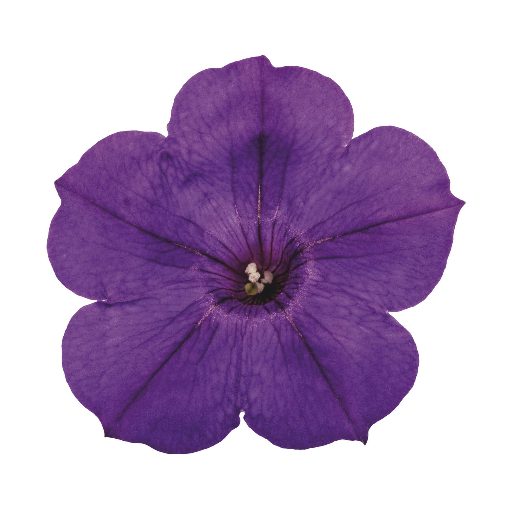 Proven Winners 4" Purple Supertunia Royal Velvet Petunia Live Plant in 4.25" Pot (4 Count)