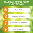 thumbnail image 6 of Garden State Bulb Purple Flora Gladiolus Flower Bulbs, 12/14cm, Spring Planting (Bag of 90), 6 of 8