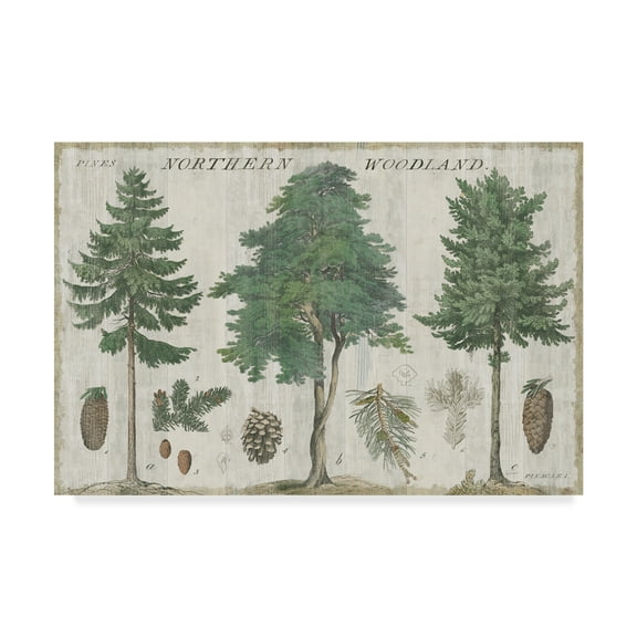 Trademark Fine Art 'Woodland Years I' Canvas Art by Sue Schlabach