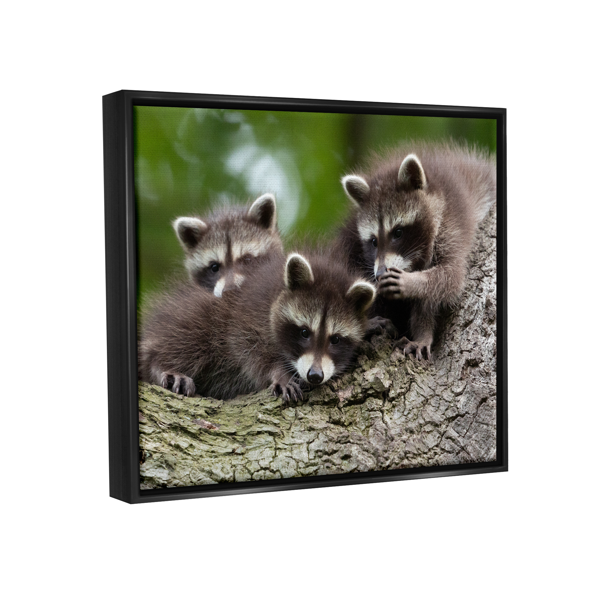 Stupell Industries Raccoon Babies in Tree Animals & Insects Photography Black Floater Framed Canvas Art Print Wall Art, 31 x 25