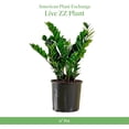 thumbnail image 7 of American Plant Exchange Live ZZ Plant, Zanzibar Gem, 6-inch Pot, Fuss Free, Easy Care, Low Watering Needs Houseplant, 7 of 7