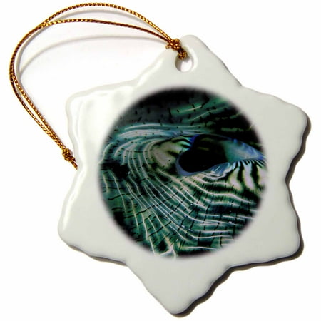 Mantle Decor For Christmas 3dRose Micronesia, Giant clam mantle marine life - NA02 SWS0070 - Stuart Westmorland - Snowflake Ornament, 3-inch ()