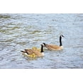 thumbnail image 2 of Schell, Jennie Marie 24x17 White Modern Wood Framed Museum Art Print Titled - Canada Geese and Goslings on Lake, 2 of 4