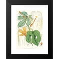 thumbnail image 2 of Walter Fitch Hood 11x14 Black Modern Framed Museum Art Print Titled - Hodgsonia Heteroclita, Hook. Fil. Et Thoms. (Female Plant). (1855), 2 of 5