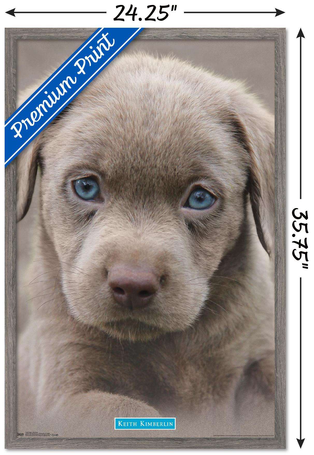 Keith Kimberlin - Puppy - Blue Eyes Wall Poster, 22.375" x 34", Framed