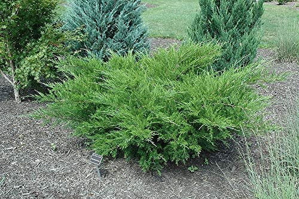 Sea Green Juniper - 20 Live Plants - Juniperus Chinensis - Hardy Evergreen Privacy Screen