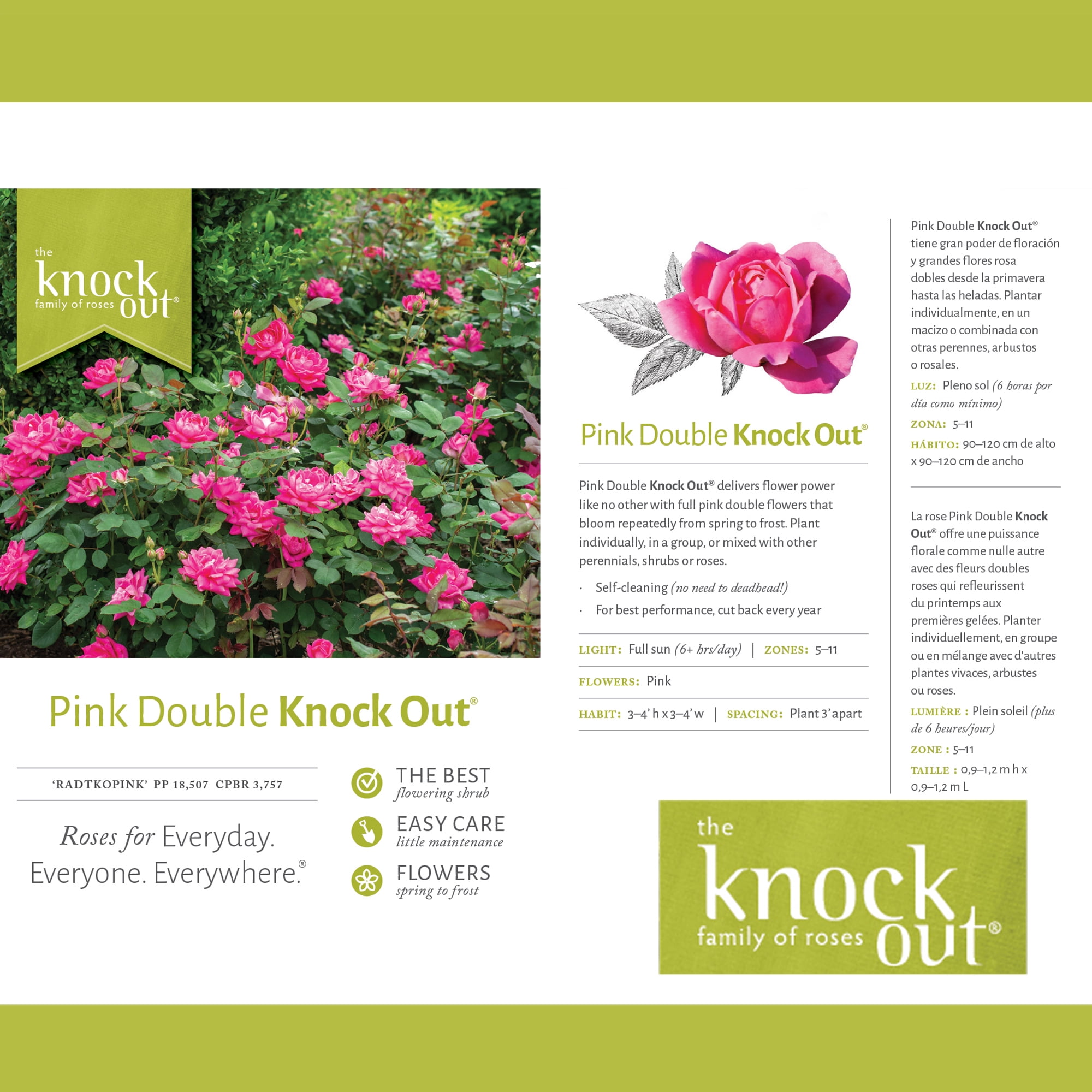 The Knock Out® Family of Roses 'The Pink Double Knock Out® Rose' Live Tree in 3-Gallon Grower Pot