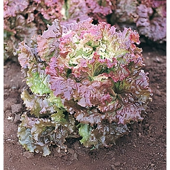 Lettuce Red Sails Great Heirloom Vegetable Seeds by Seed Kingdom 10,000 Seeds