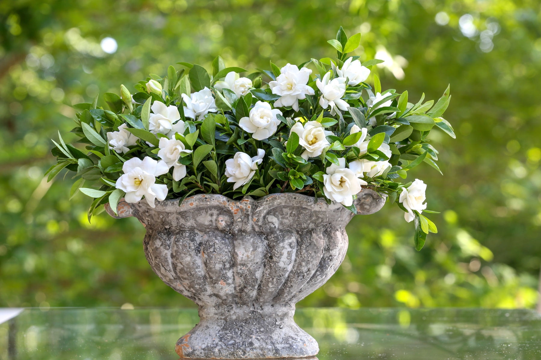 Southern Living Gardenia 3G White Flowering Shrub Full Sun