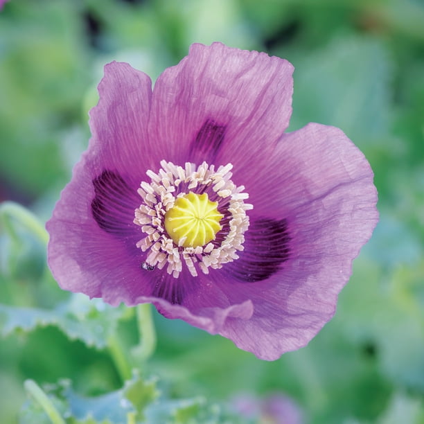 Burpee Hungarian Blue Poppy Flower Seed, 1-Pack - Walmart Business
