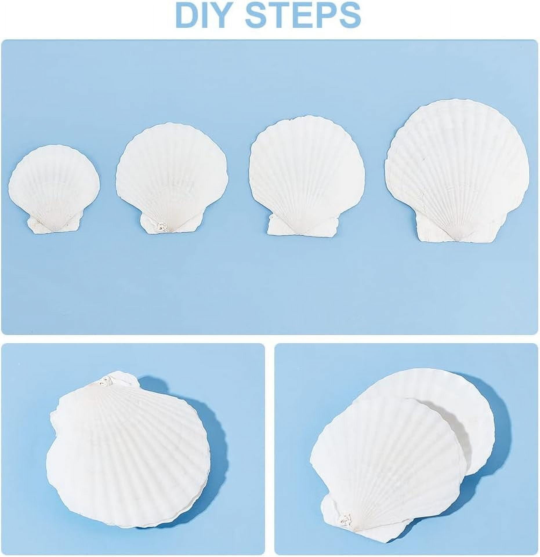 20pcs 2.4-4.2 Inch Large Scallop Shells 4 Sizes Natural Scallop White Craft Seashells Ocean Beach Shells for Decorating DIY Painting Mermaid Beach Party Wedding Home Decor for DIY