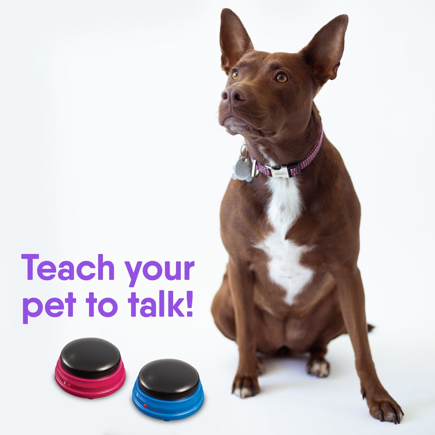 Collars that top make dogs talk