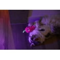 thumbnail image 4 of Quirky Kitty Glowing Forest Glow in The Dark Glow Worm Kicker Cat Toy, 4 of 9
