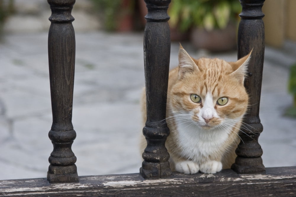 Cat Sitting Between Railings Poster Print (17 x 11)