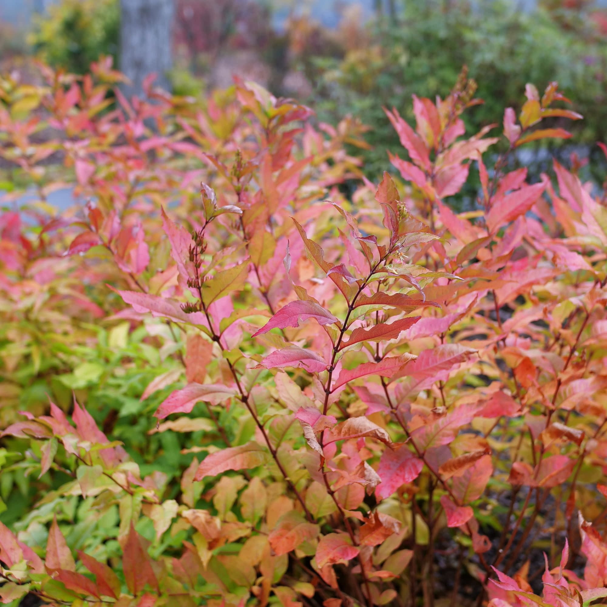 Proven Winners ColorChoice 5" Orange Kodiak Fresh Diervilla Live Plant in 4.5" Pot (4 Count)
