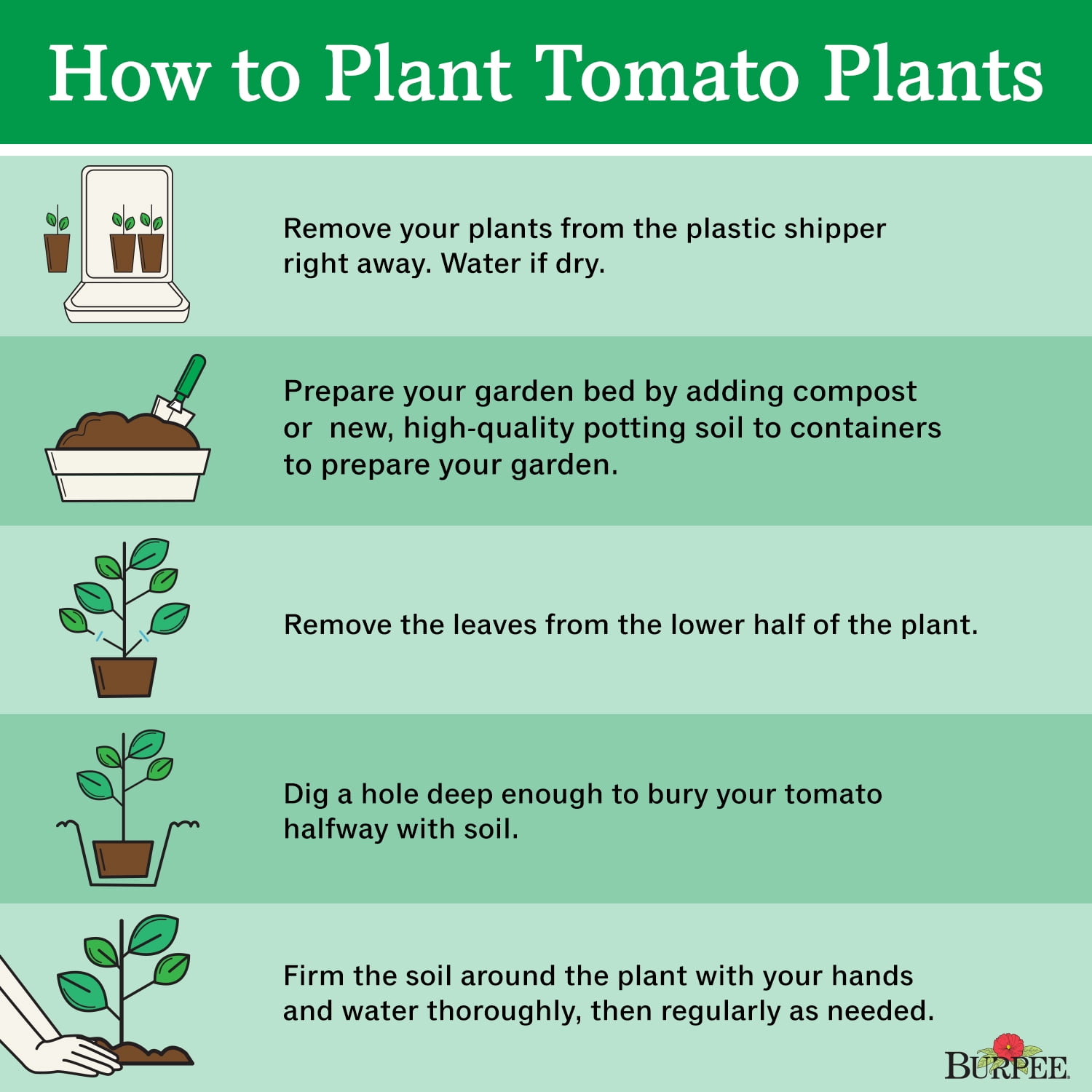 Burpee Big Daddy Hybrid Tomato, Plant Seeds for Home Garden