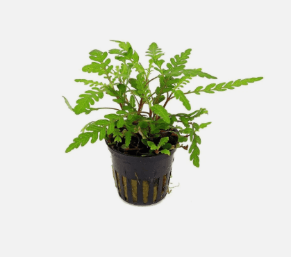 Hygrophila Pinnatifida Live Aquarium Plant – Single Bare Root Freshwater Aquatic Plant for Fish Tank Aquascaping