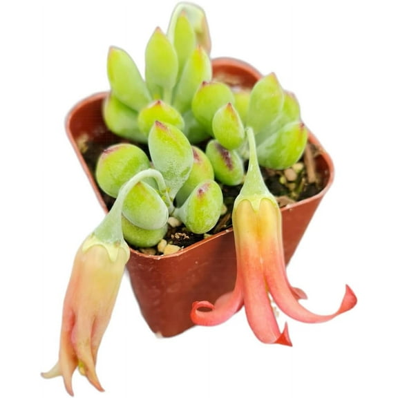 Live Succulent Cotyledon Plants (2"Pot Cotyledon Pendens)