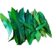Fresh Mango Leaves Organic All Natural, No Pesticide, No Chemicals from South Florida (25 leaves)