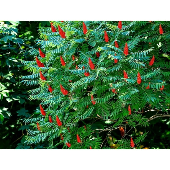 Staghorn Sumac Bush Seedlings for Planting - No Ship to California (1 Seedling)