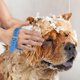 thumbnail image 5 of Cabezal de ducha para mascotas, casa para piernas, herramienta de baño para perros con cepillo, manguera de PVC de 12 cm y 2 adaptadores de manguera para perros y gatos, 5 of 5