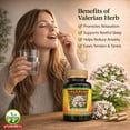 thumbnail image 2 of Valerian Root Capsules 500mg, 150 Count – Herbal Supplement, Valeriana Officinalis Extract, Daily Wellness Support, Non-GMO Capsules, Unisex, 2 of 5
