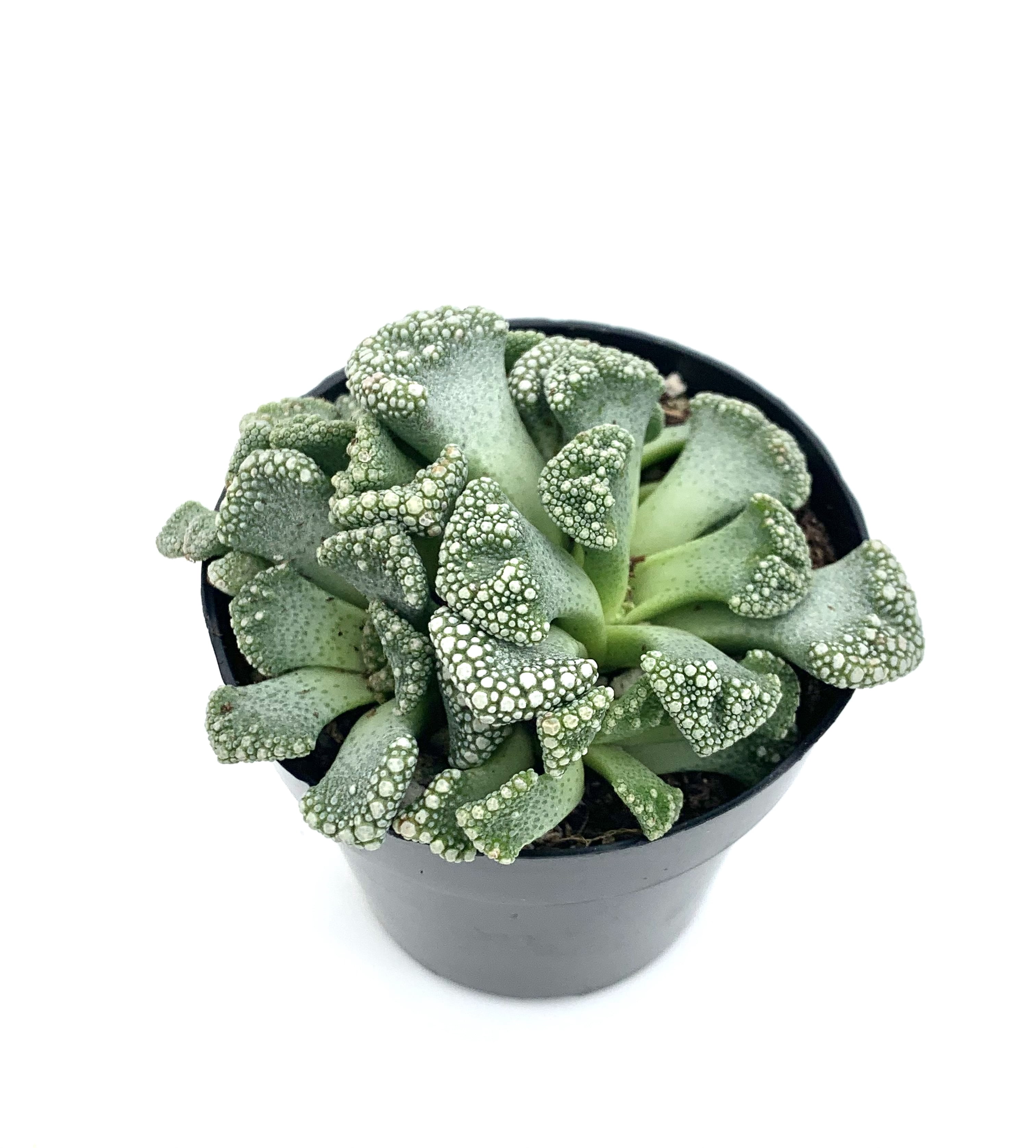 Titanopsis calcarea - Concrete Leaf - Mountain Crest Gardens