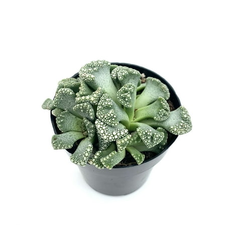 Titanopsis Calcarea Mimicry Succulent, 2.5" Pot