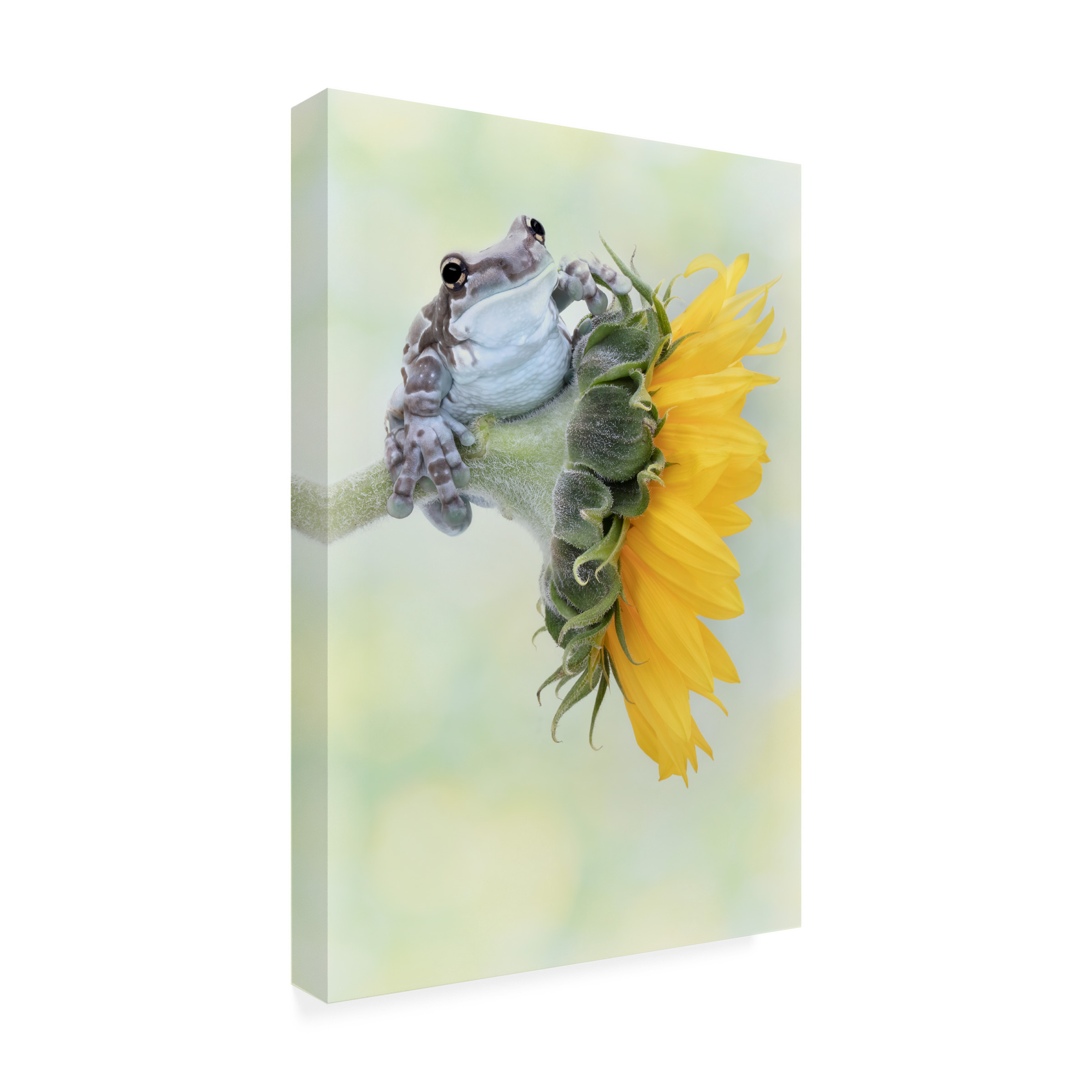 Trademark Fine Art Linda D Lester Frog Sunshine Canvas Wall Art