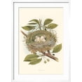 thumbnail image 2 of Art.com Kingbird Nest and Eggs Art Print, White Frame Wall Art, 21" x 29", 2 of 5