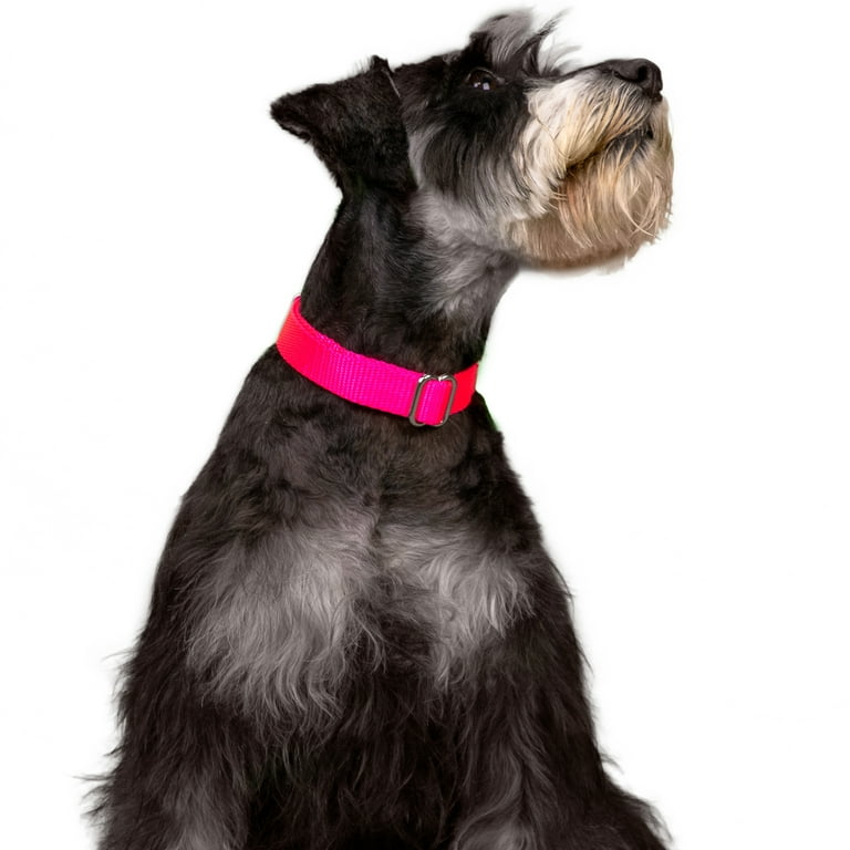 Country brook petz hot sale premium nylon dog collar