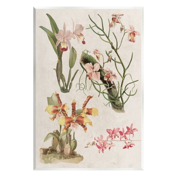 Stupell Vintage Studies Varied Flora Botanical & Floral Painting Wall Plaque Unframed Art Print Wall Art