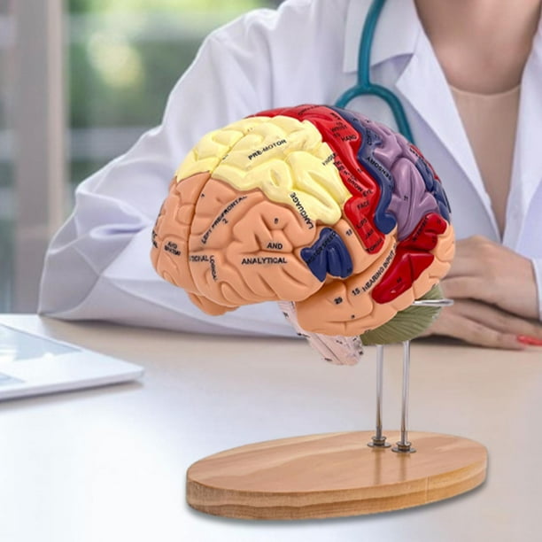 Modelo de cerebro humano CUTICAT herramienta educativa anatómica para aprendizaje