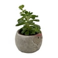thumbnail image 2 of Owl Forest Friend Ceramic Planter with Succulent Plant - 3" Pot, 2 of 3