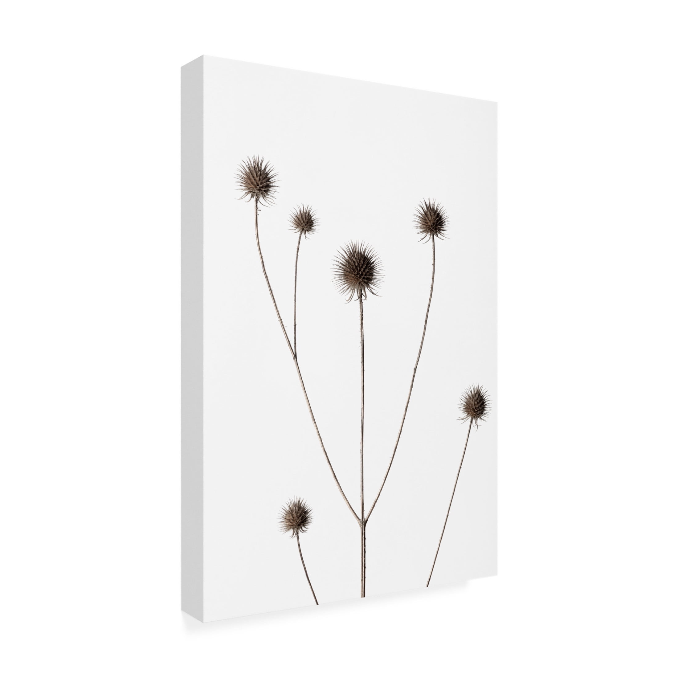 Trademark Fine Art Pictufy Studio Thistle Grey 11 Canvas Wall Art