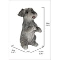 thumbnail image 3 of SCHNAUZER MINIATURE Assis, 3 of 4