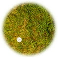 thumbnail image 5 of ⭐ Preserved Sheet Moss in Natural Green | Decorative Real Natural Green DIY Kit Terrariums Gardenning Art Wall Decor Florist Decor Easter Table Decor Wedding - 3 QUART, 5 of 6