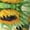 1 Black, variant on Rateoe Sunflowers On A Yellow Background Pattern Women’s Knee High Crew Socks,Trouser Socks Comfortable, Breathable, Moisture-Wicking and Soft