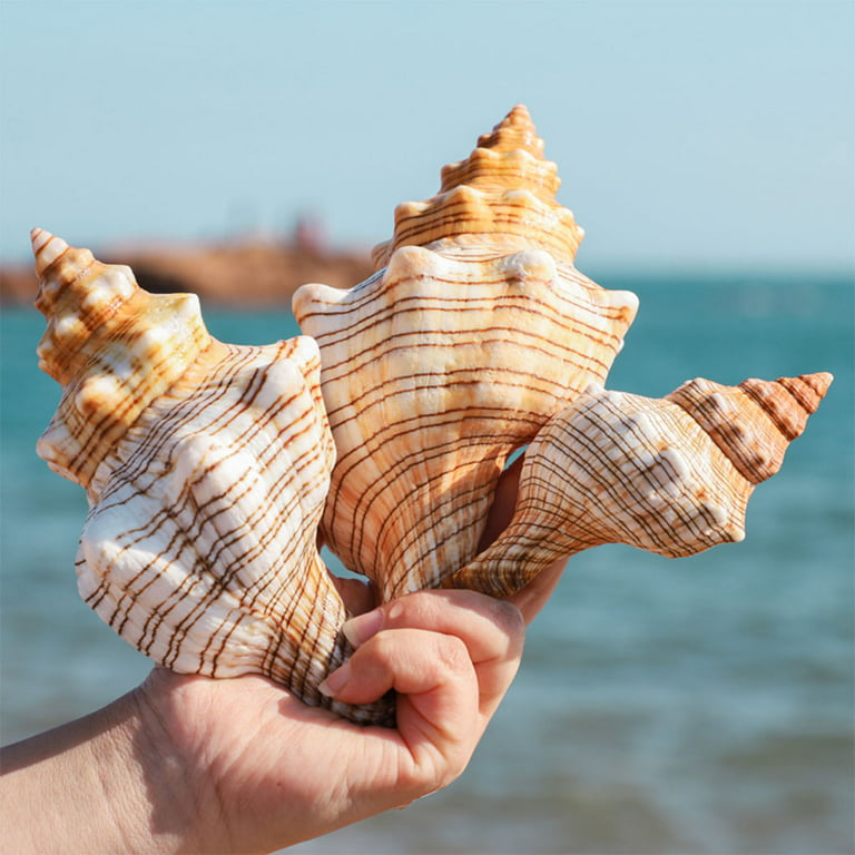Large Sea Shells for Decorating, Natural Ocean Conch Sea Shell for Home  Decor, Wedding Decoration, 7